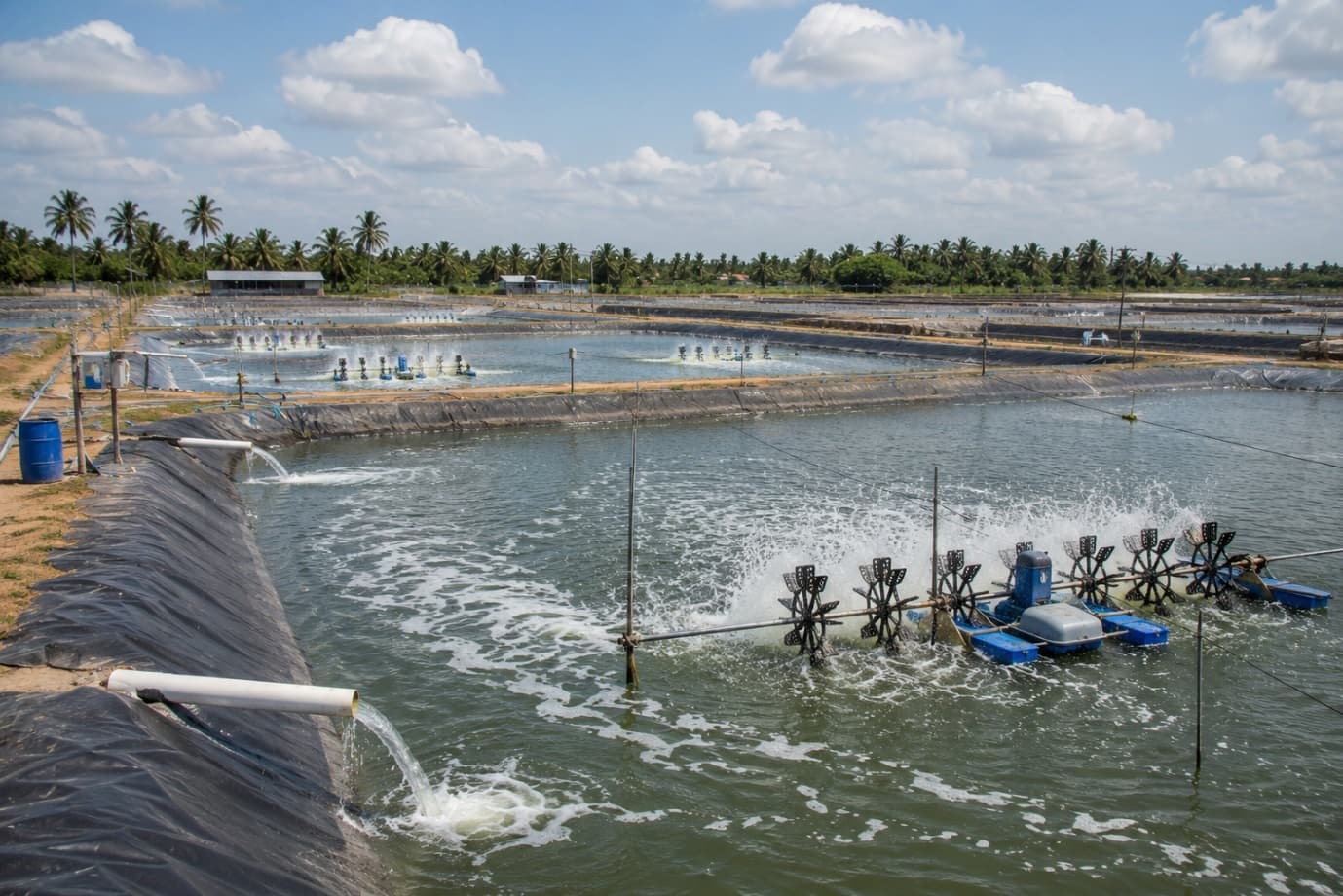 The Business of Shrimp Farming: Is Shrimp Farming Profitable in India?