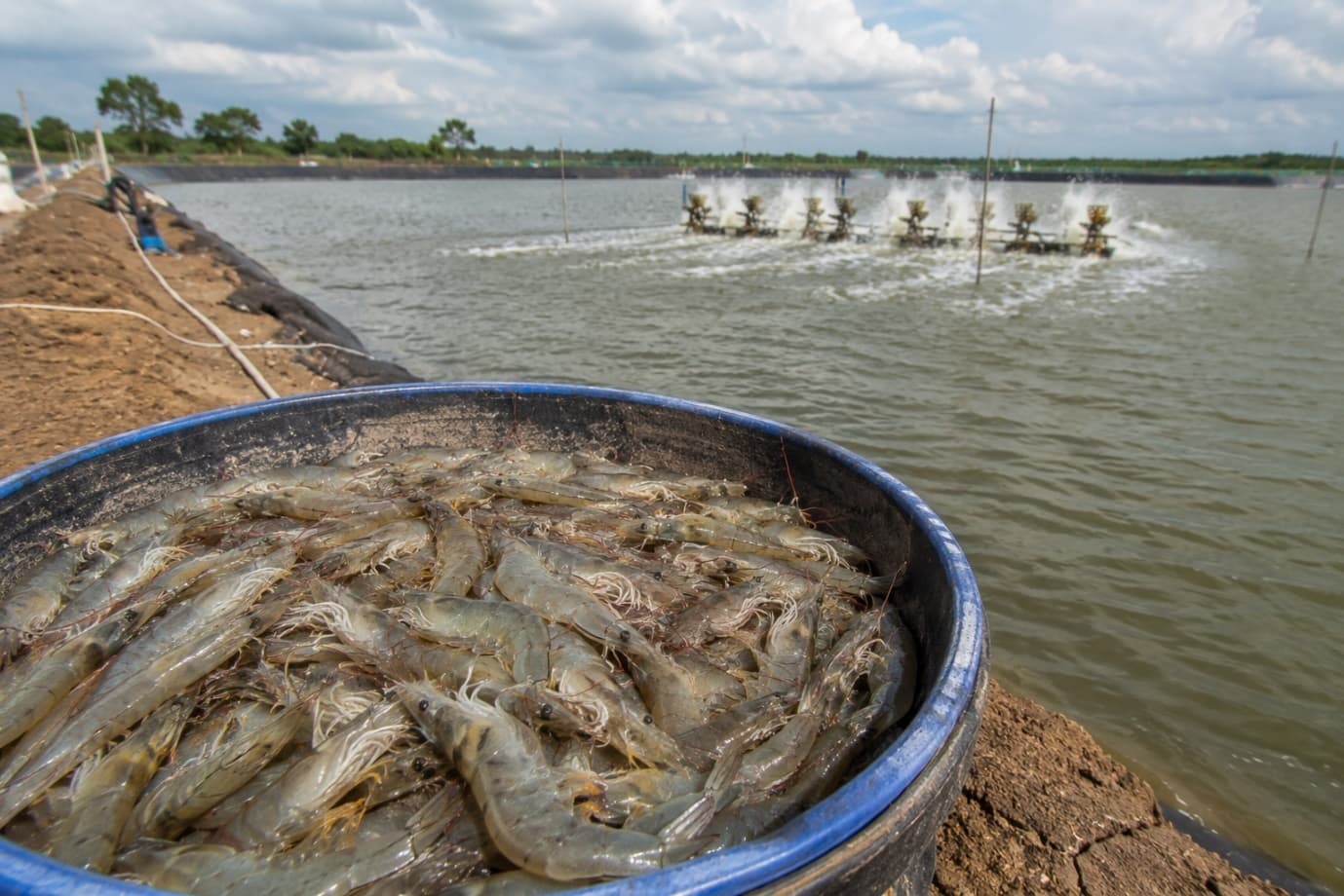 The Complete Guide to Vannamei Shrimp Farming: From Pond Preparation to Harvest