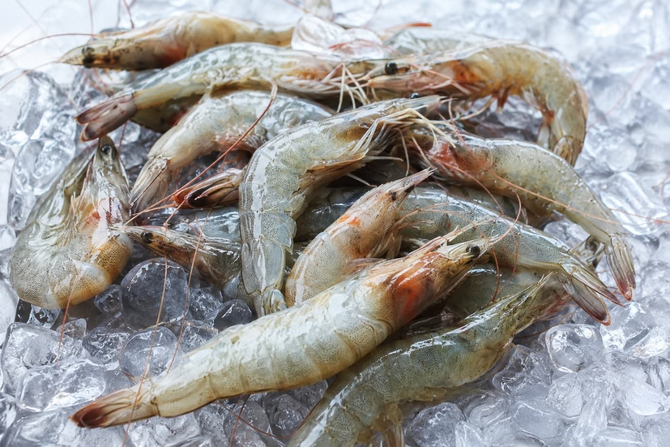 Is Farmed Shrimp Safe to Eat? Everything Consumers Need to Know