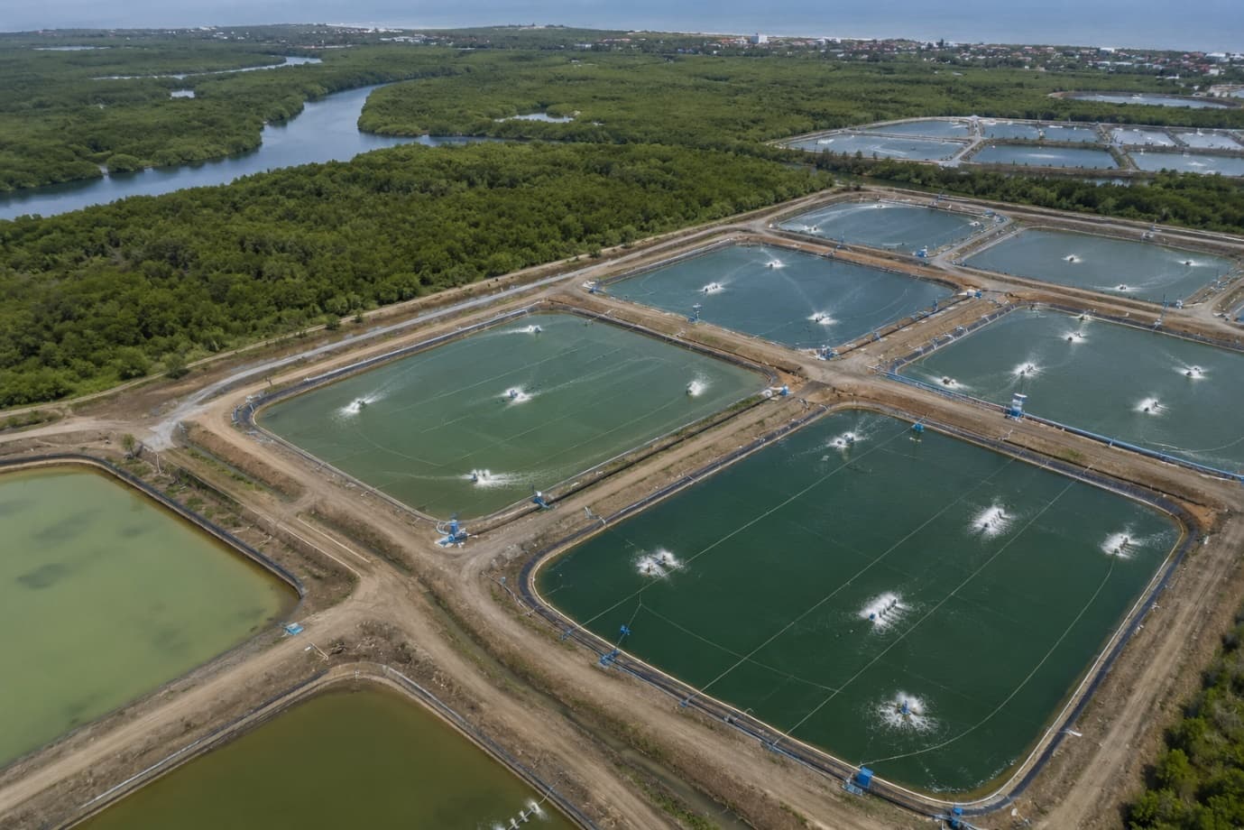 Sustainable Shrimp Farming: Can India Grow More While Protecting Nature?