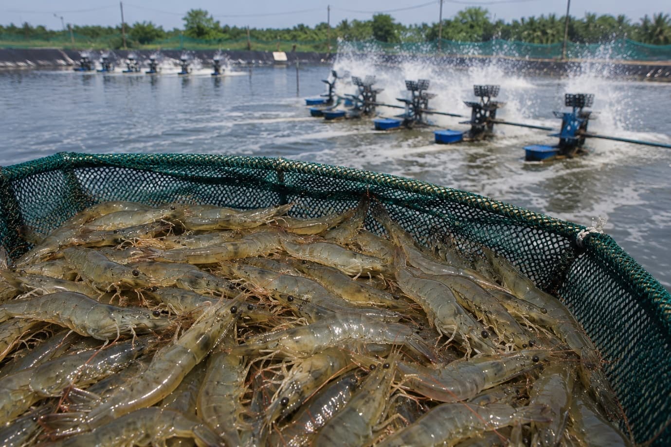 Understanding Shrimp Diseases: Prevention Is Always Better Than Treatment