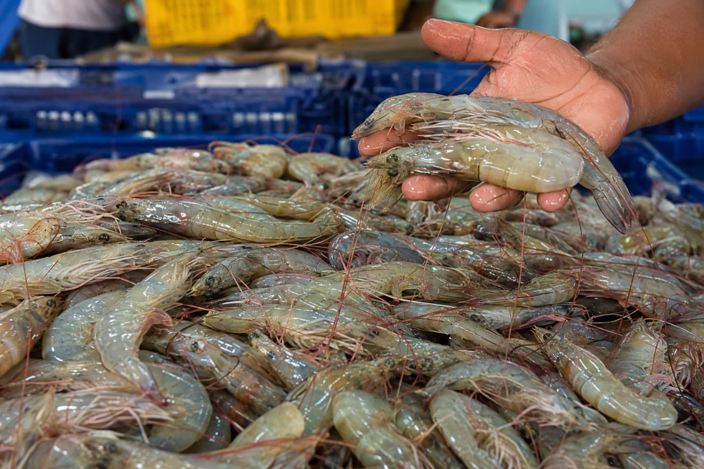 Understanding Shrimp Prices in India: What Determines Farmgate Prices?