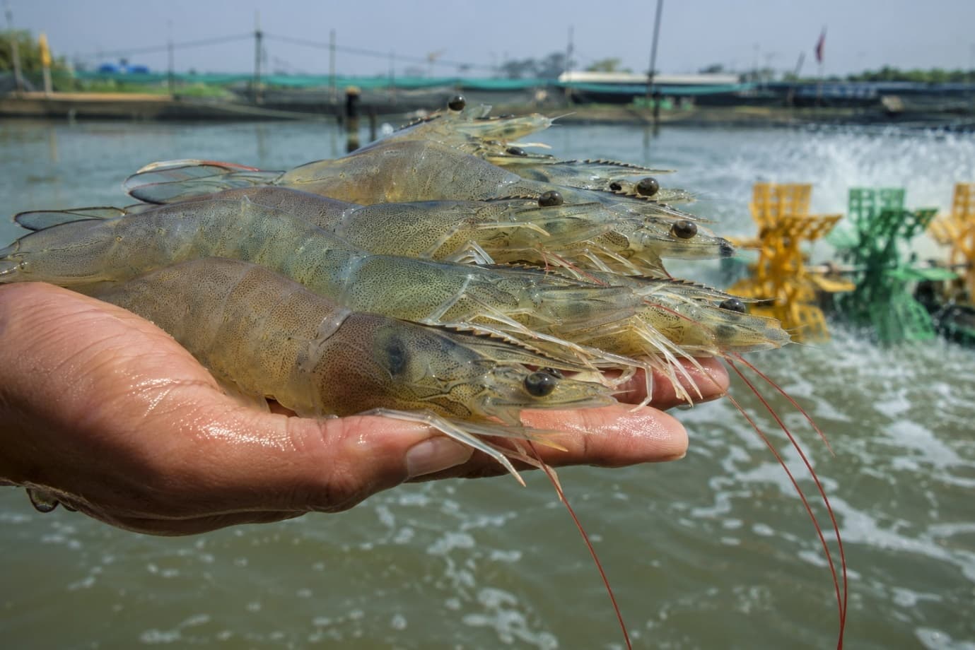 Whiteleg Shrimp (Vannamei): Why It Dominates India's Shrimp Industry
