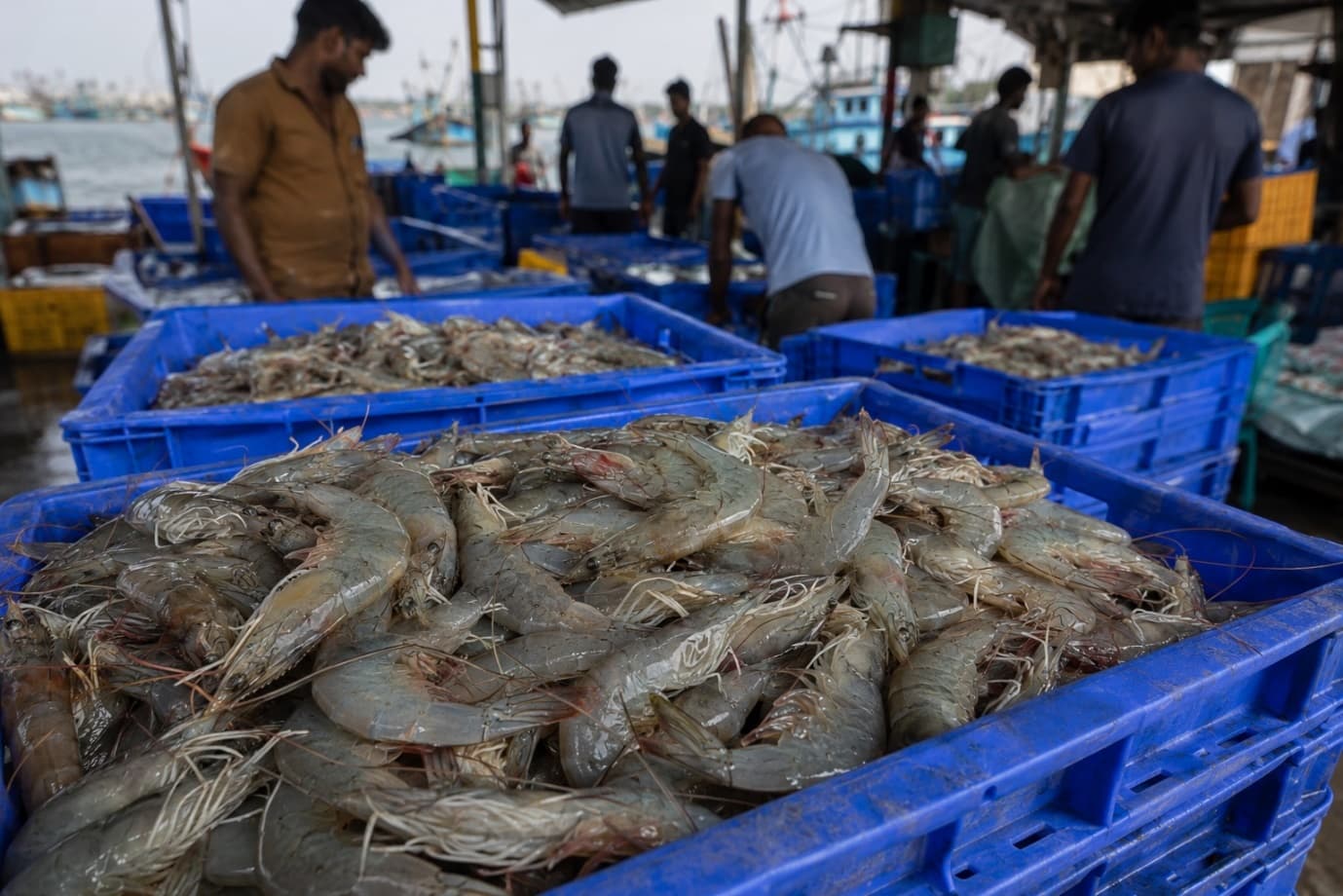 Why Shrimp Prices Go Up and Down: A Complete Market Guide